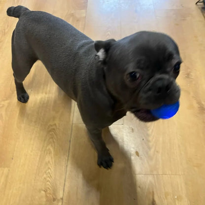 🐱 PELOTA INTERACTIVA PARA MASCOTAS 🐶